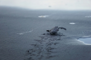 Tortuguero National Park - alla ricerca delle tartarughe marine