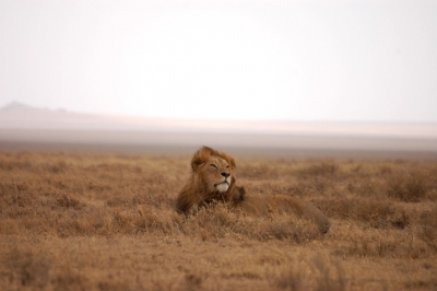 Tanzania, il nostro primo safari africano