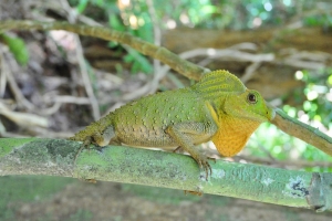 Sinharaja Forest Reserve, il polmone verde dello Sri Lanka