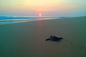 Visitare una turtle farm in Sri Lanka