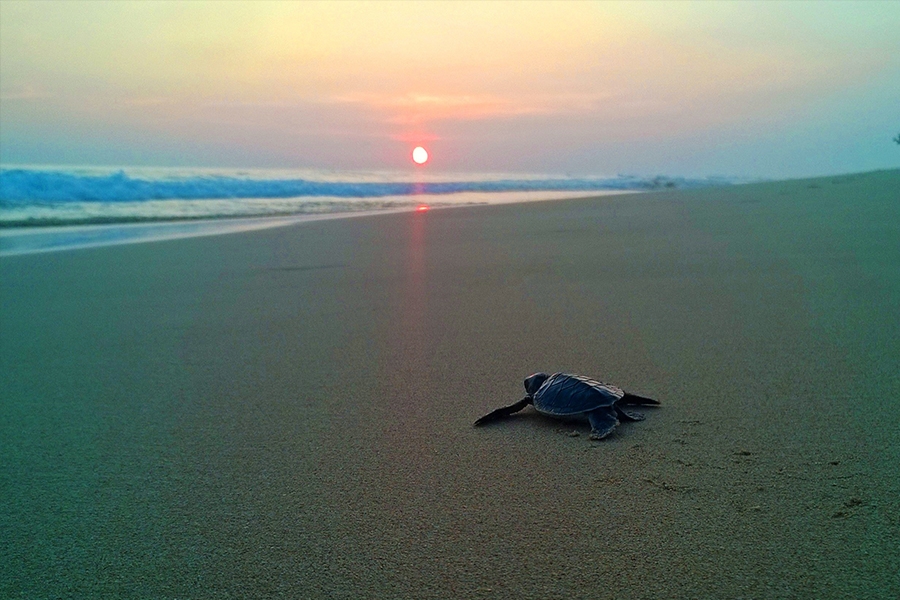 Visitare una turtle farm in Sri Lanka