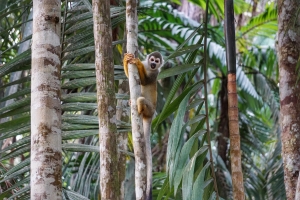 4 giorni nell&#039;Amazzonia Colombiana