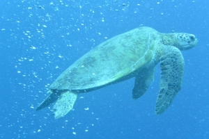Borneo, natura e immersioni nel mare delle tartarughe